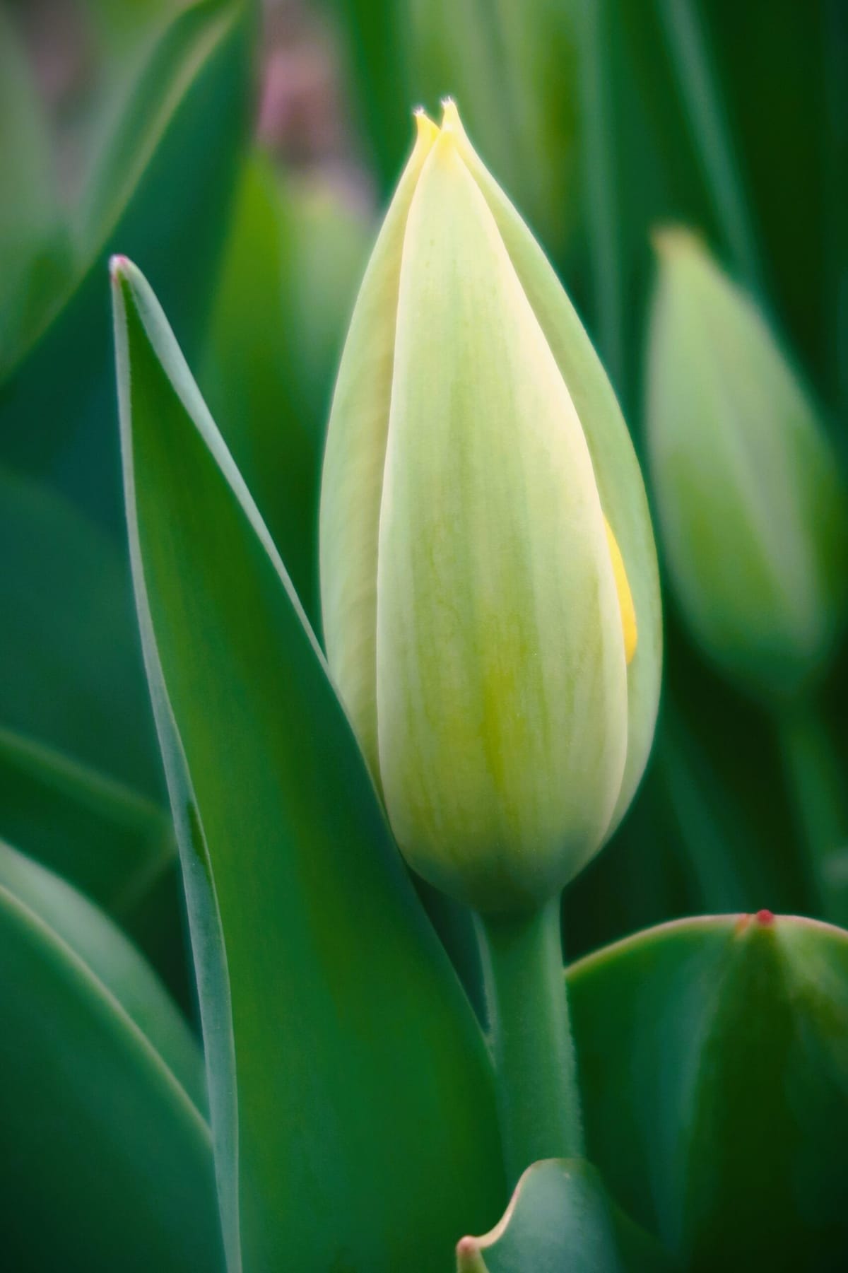 Tip-Toe Through The Tulips