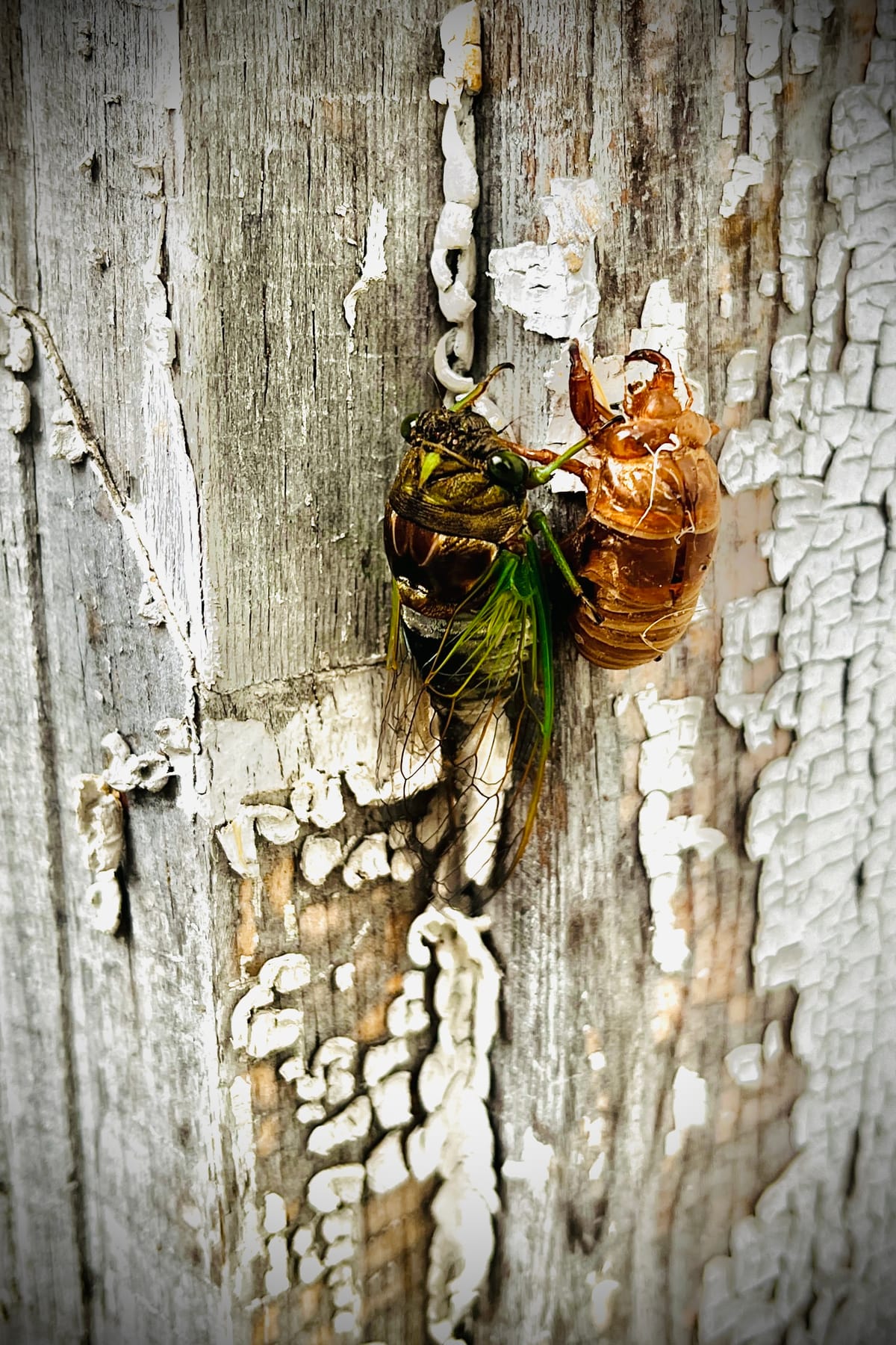 Bug Out
