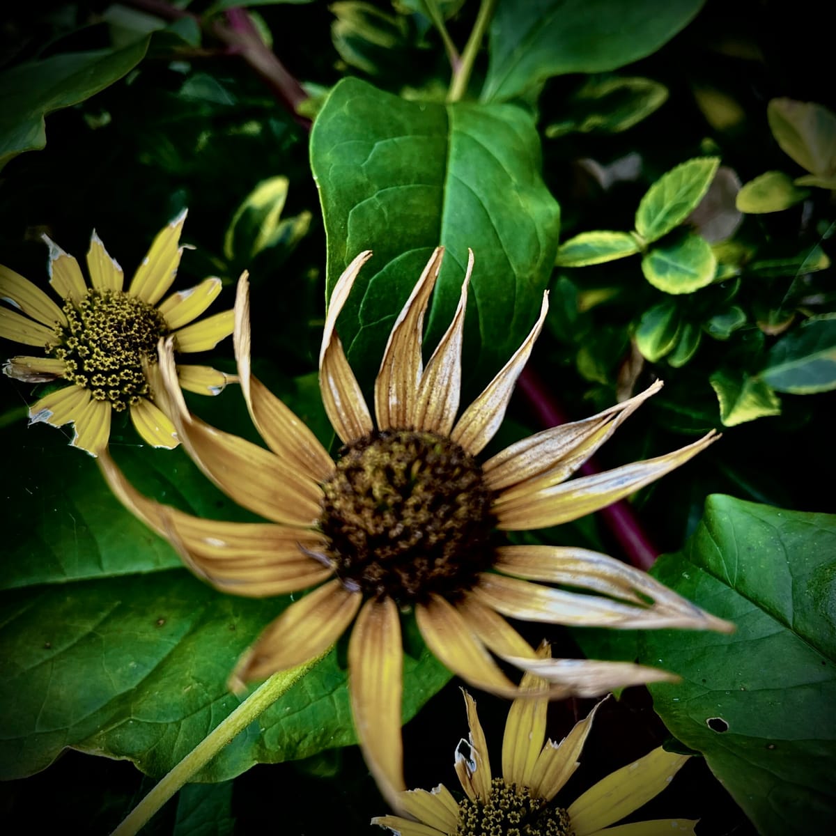 Dead Flowers