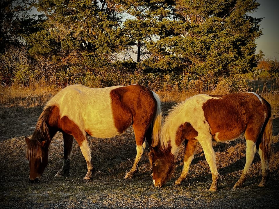 Assateague Sunset