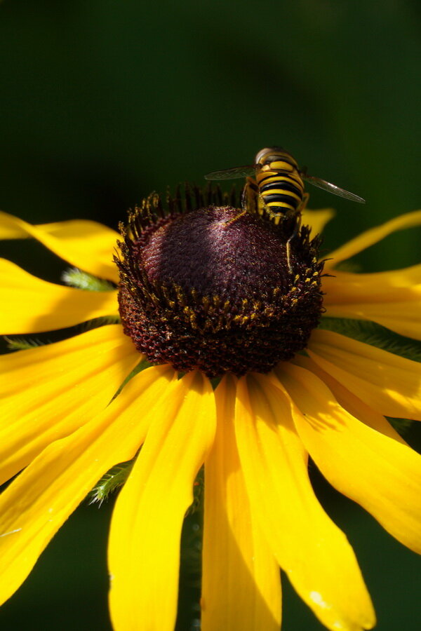 Bee Butt