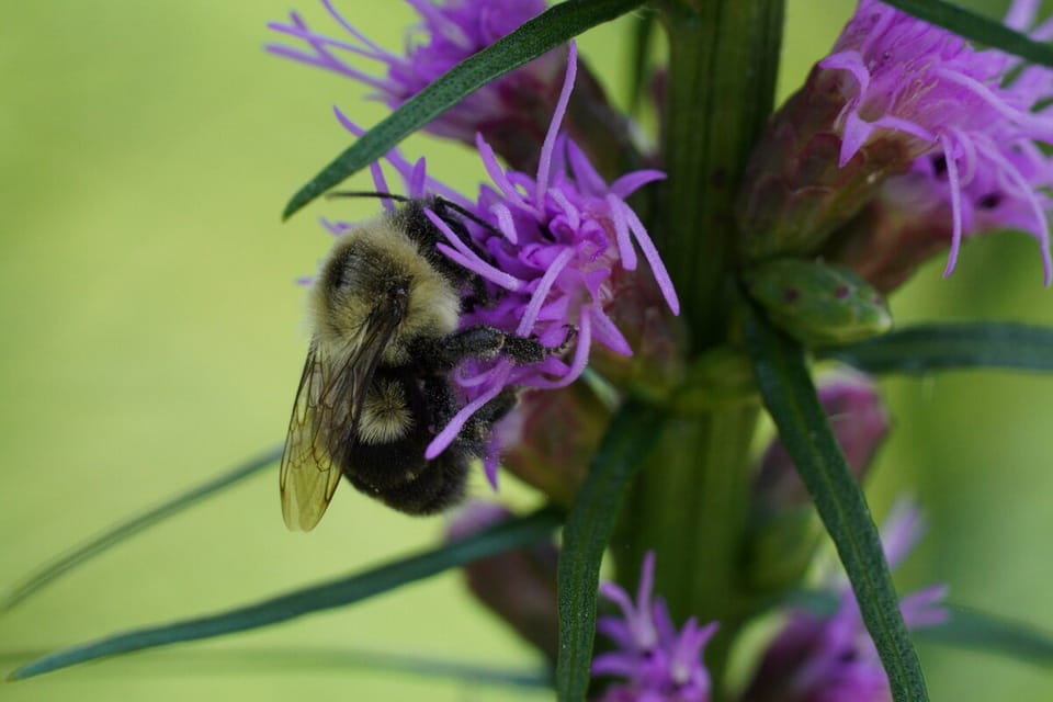 Buzz...