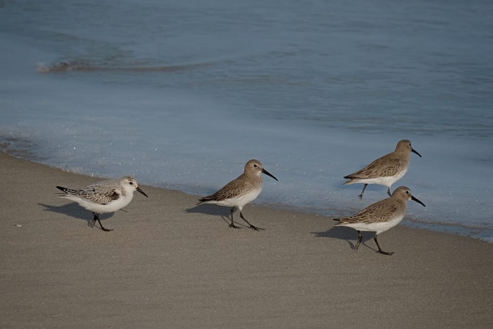 Tradition Continues -- More From Assateague