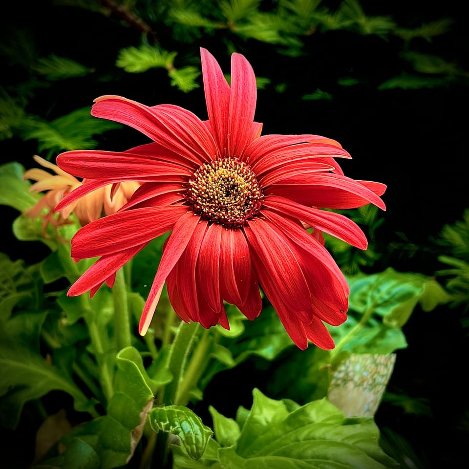 Flower Porn